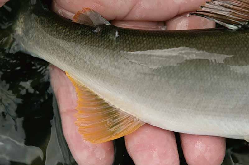 大物ねらい】25cm超の鮎を釣るために必要な5つのコト／前編【Q＆A